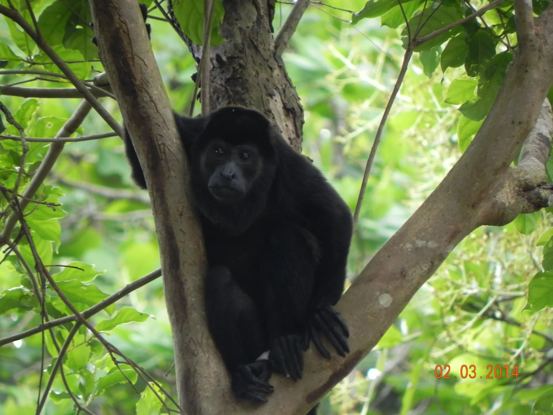 Black howler monkey perched in leafy tree