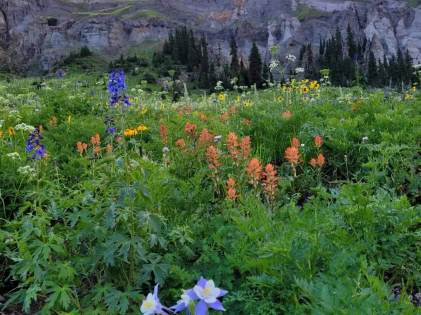 Colorful wildflower meadow beneath rocky cliffs