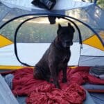 Cane Corso Dog In Tent At Colorado