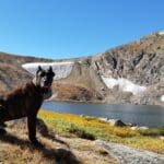 Castle Guard Cane Corso Dog At Colorado