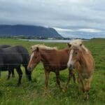 Beautiful Horses At Iceland Mountains