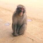 A Monkey Sitting On Japan Road