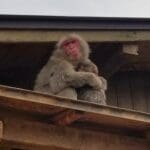 Mom And Baby Japanese Macaques