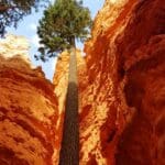 Bryce Canyon Wallstreet Tree, Utah