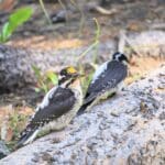 Black Backed Woodpecker Pic By Stephanie Hartsel