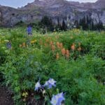 Wildflowers In The San Juan Mountains Of Colorado