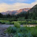 Colorado Wildflowers Pic By Stephanie Hartsel