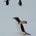 Penguins In Antarctica Blue Ice