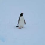 Iceberg Penguins In Antarctica