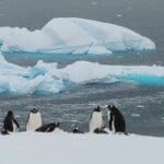 Antarctica Ice Climbing Penguins