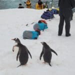 Penguins Iceberg By Stephanie Hartsel