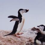 Chinstrap Penguin With Chicks, Antarctic Peninsula