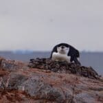 Chinstrap Penguin Antarctic By Stephanie Hartsel