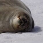 Antarctica Seal Photo By Stephanie Hartsel