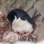 Chinstrap Penguin With Egg On The Beach