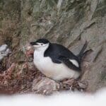 Adult Chinstrap Penguin Lying On Nest