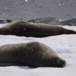 Two Antarctica Seal Photo Ice Land