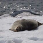 Antarctica Seal Ice Land Photo