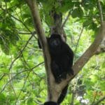 A Trio Of Monkey Species At Costa Rica Wildlife