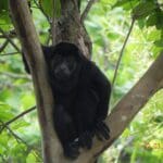 Monkeys In Costa Rican Wildlife