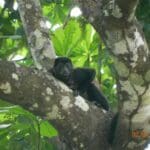 Monkeys In Costa Rican Rainforest