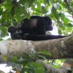 A Trio Of Monkey With Baby Monkey