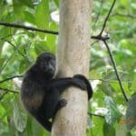 Monkey Climbing Tree in Costa Rican Wildlife