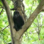 Monkey At Tree in Costa Rican Wildlife