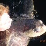Swimming With Tortoise in Costa Rican Wildlife