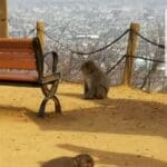 Mom And Baby Japanese Macaques Playing